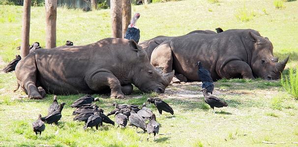 [Two rhinos are lieing on the grass in the shade of multiple trees. Part of a third rhino is visible behind the two in front. At least a dozen black vultures stand on the ground around the rhinos. A stork stands behind the rhino but its height makes most of its body visible. It has black feathers on its body and had a grey neck and head.]